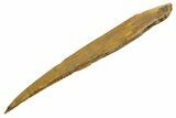 Huge, Fossil Shark (Hybodus) Dorsal Spine - Morocco #353149-1